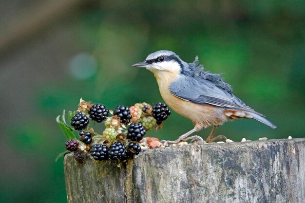 먹이 사이트에서 음식을 수집하는 유라시아 nuthatch