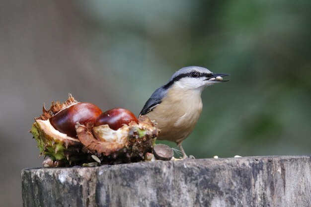 Eurasian nuthatch collecting seeds and nuts at a woodland feeding area.