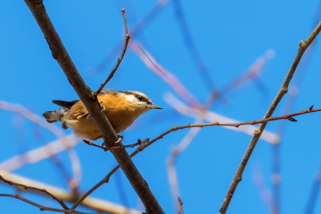 Eurasian Nuthatch, Little Songbird(Sitta europaea) Wood Nuthatch