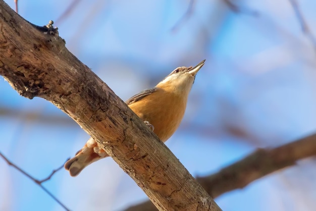 Eurasian Nuthatch, Little Songbird (Sitta europaea) Wood Nuthatch