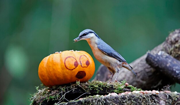 Eurasian nuthatch and a pumpkin in the woods