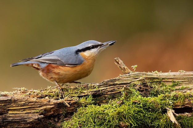 Picchio muratore eurasiatico che riposa su legno muschiato in autunno