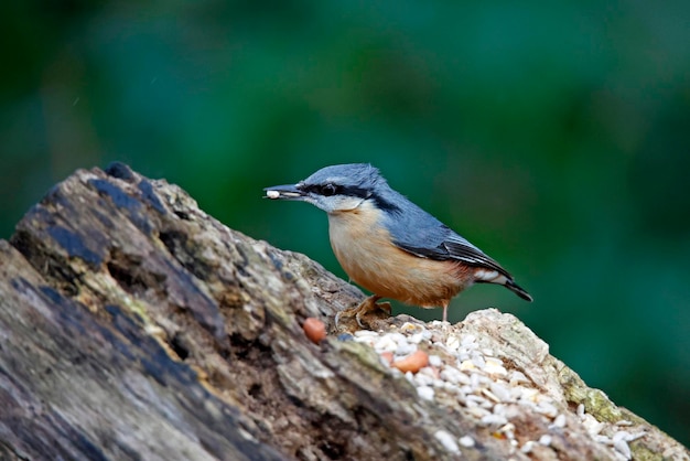 Eurasian nuthatch searching for food