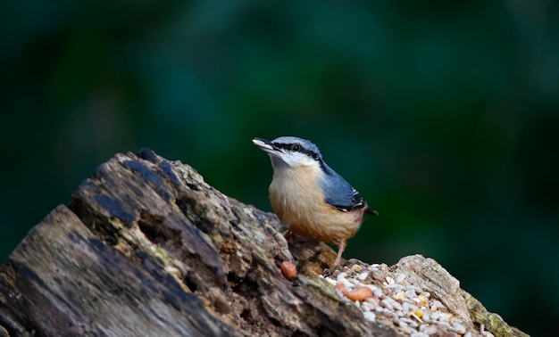 Eurasian nuthatch searching for food