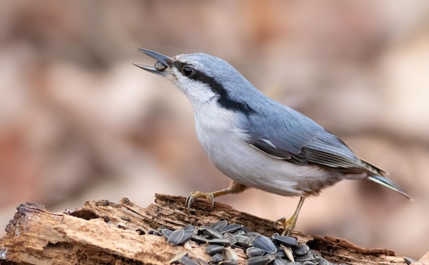 유라시아 nuthatch Sitta europaea 해바라기 씨를 먹는 새