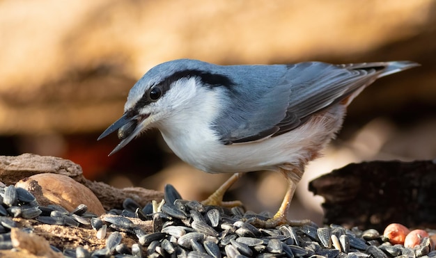 유라시아 nuthatch Sitta europaea 해바라기 씨를 먹는 새