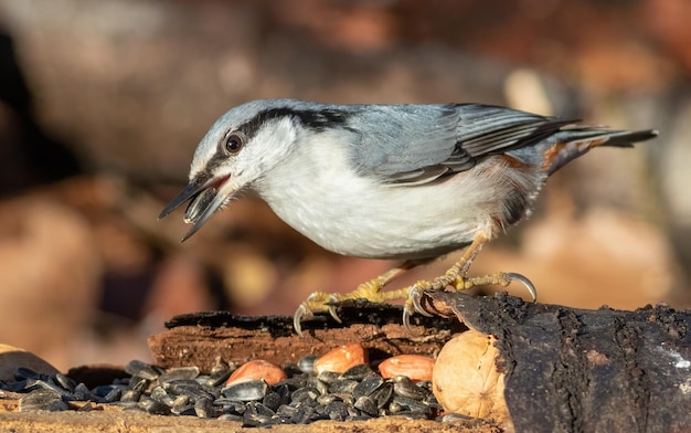 유라시아 nuthatch Sitta europaea 새가 부리에 씨앗을 들고 새 모이통에 앉아