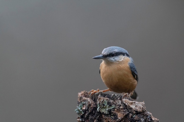 유라시아 동고비(Sitta europaea) 레온, 스페인