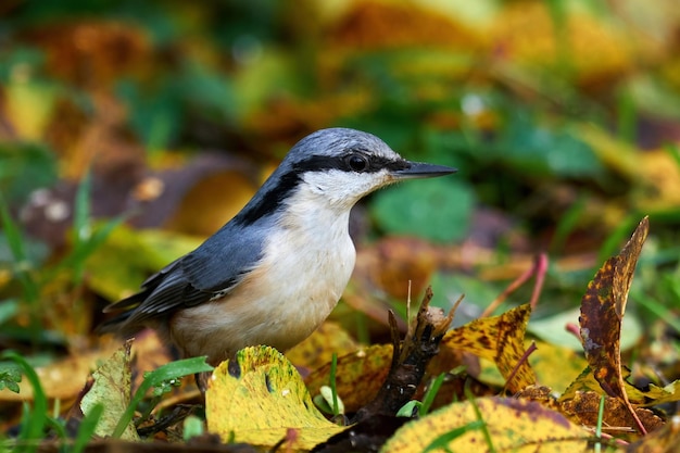 Eurasian nuthatch Sitta europaea