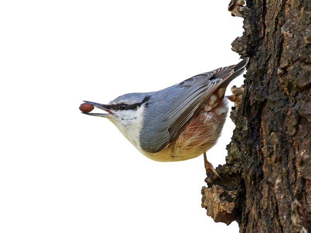 ゴジュウカラ Sitta europaea