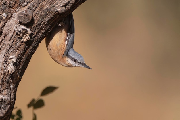 Eurasian nuthatch wood nuthatch Sitta europaea Malaga Spain