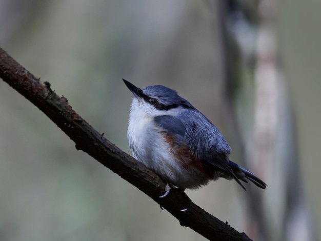 Eurasian nuthatch