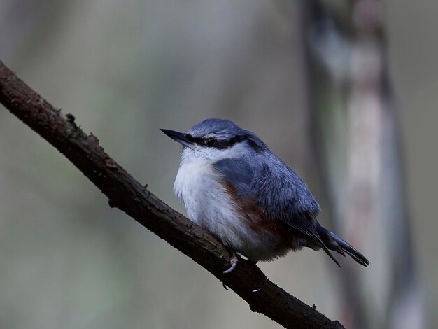 Eurasian nuthatch