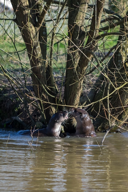 Eurasian Otter (Lutra lutra) in natural habitat