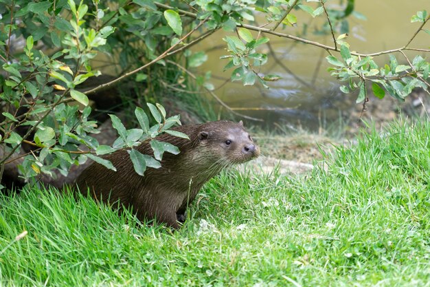 Eurasian Otter (Lutra lutra)