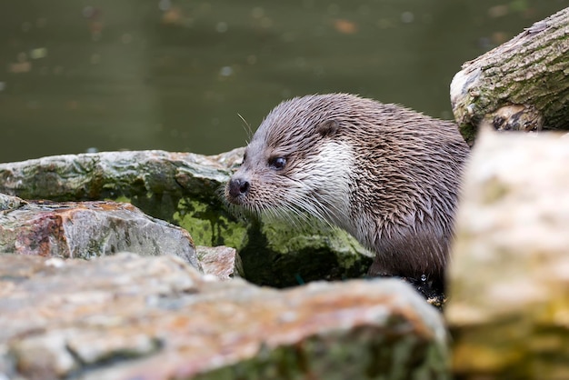 野生のユーラシアカワウソ