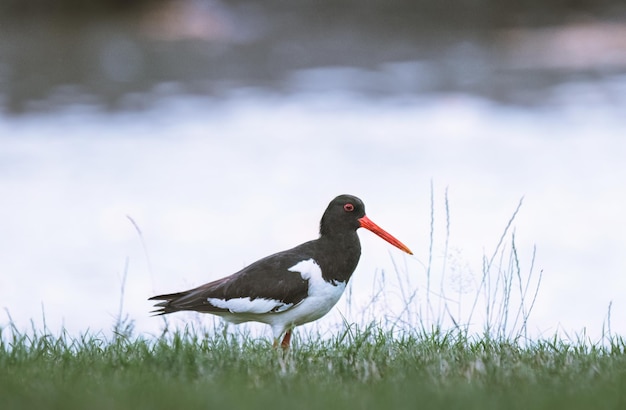 Eurasian oystercatcher Haematopus ostralegus walking on the green grass