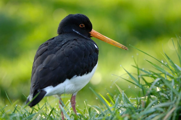 Евразийский устричный ловец Haematopus ostralegus