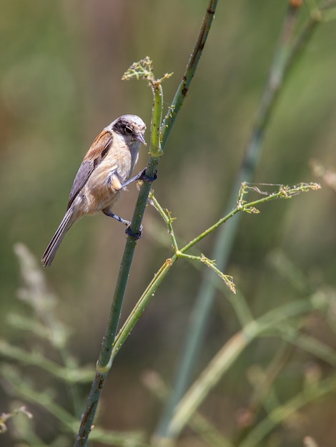 Pendolo eurasiatico tit. uccello nel suo ambiente naturale.