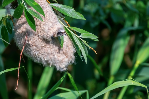 Eurasian Penduline Tit in Nest (Remiz pendulinus)