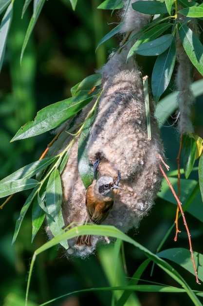 Eurasian Penduline Tit in Nest (Remiz pendulinus)