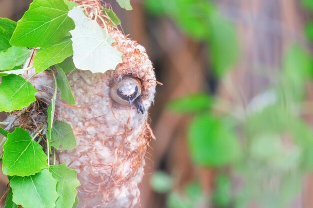 Eurasian Penduline Tit in Nest (Remiz pendulinus)