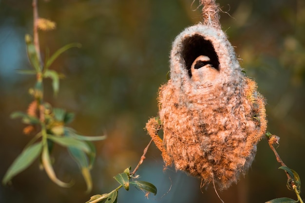 Eurasian penduline tit peeking out of nest in evening sun