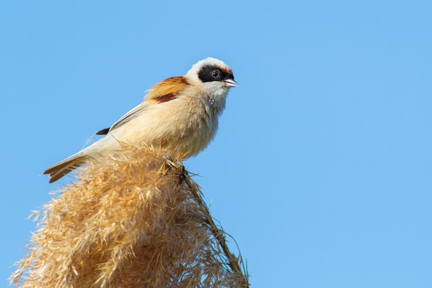 Eurasian penduline tit remiz pendulinus The male bird sings while sitting on top of a reed