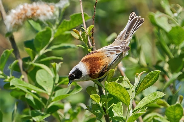 Eurasian penduline tit Remiz pendulinus