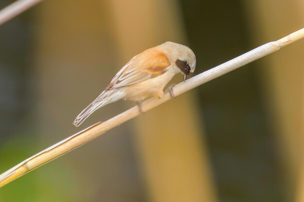 Eurasian Penduline Tit Sitting on Reed  (Remiz pendulinus)