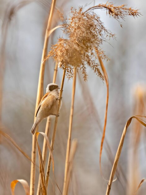 Eurasian penduline tit sitting on a tree branch sky in the background