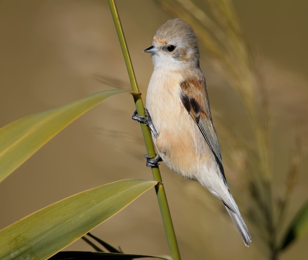 Eurasian penduline tit