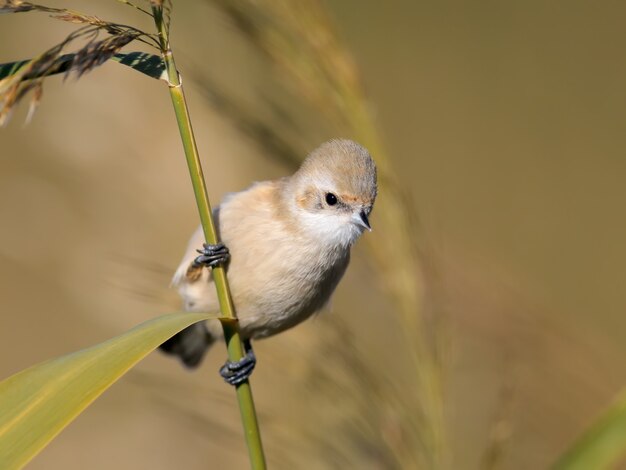 Photo eurasian penduline tit