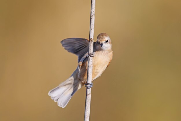 Eurasian penduline tit