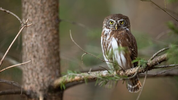 森の中でカメラを見ているユーラシアのピグミーフクロウ