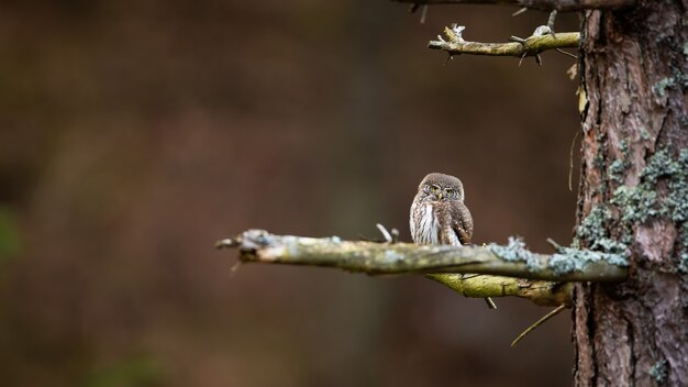 Eurasian pygmy owl resting on tree