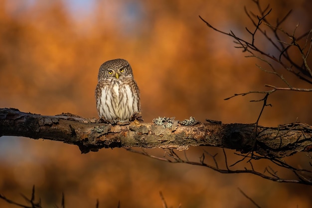 Eurasian pygmy owl sitting on a branch in autumn forest at sunset