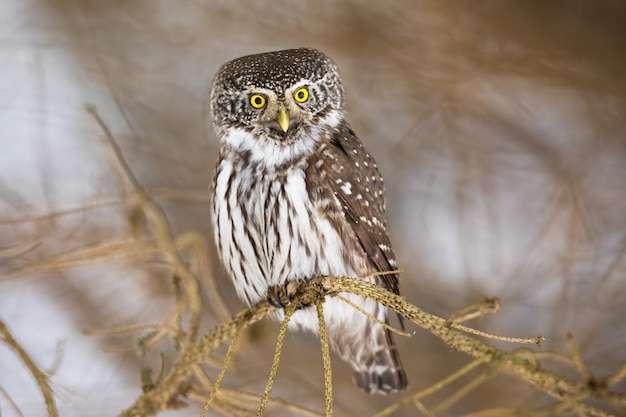 Eurasian pygmy owl sitting on branch in winter nature