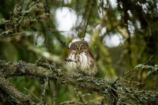 Eurasian pygmy owl sitting on a mossy stick