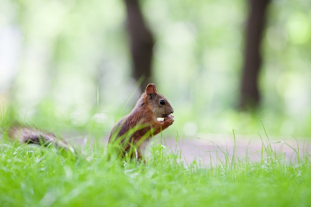 Eurasian red squirrel eating hazelnut on ground