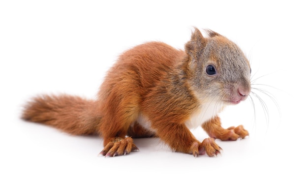 Eurasian red squirrel isolated on white background.