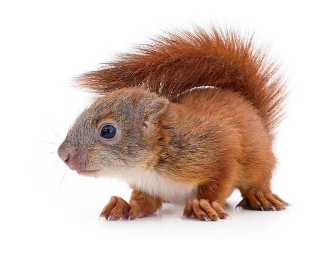 Eurasian red squirrel isolated on white background.