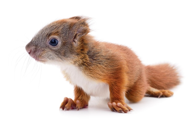 Eurasian red squirrel isolated on white background