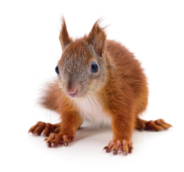 Eurasian red squirrel isolated on white background