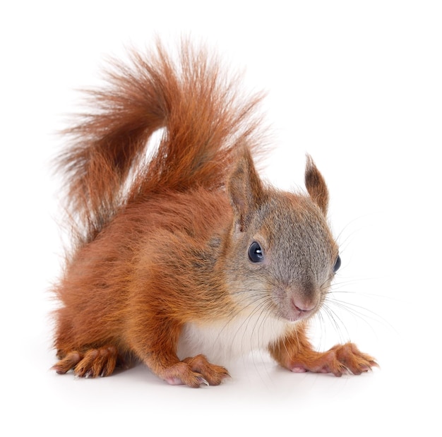 Eurasian red squirrel isolated on white background