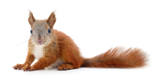 Eurasian red squirrel isolated on white background