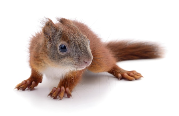 Eurasian red squirrel isolated on white background