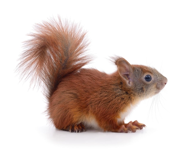 Eurasian red squirrel isolated on white background