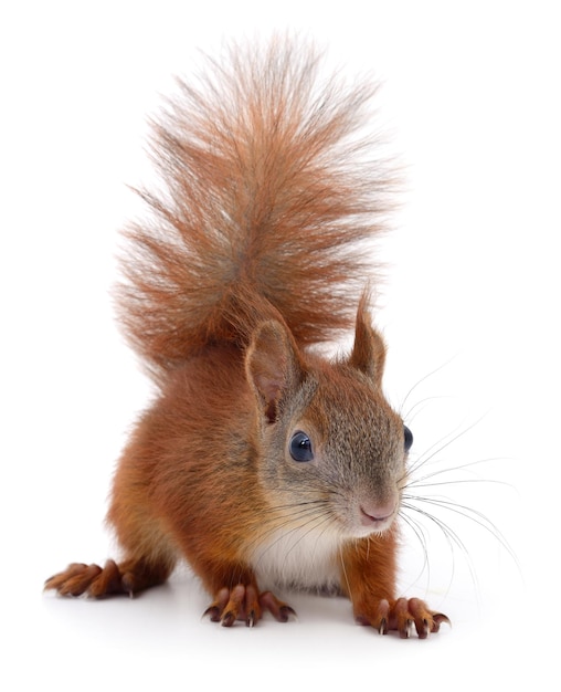 Eurasian red squirrel isolated on white background