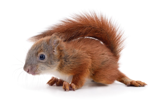 Eurasian red squirrel isolated on white background